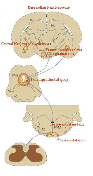 amgdalacentralnucleus_descendingpainpathways.gif