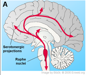 raphe nuclei reticular formation