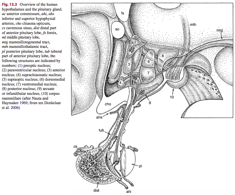 hypothalamus1.png