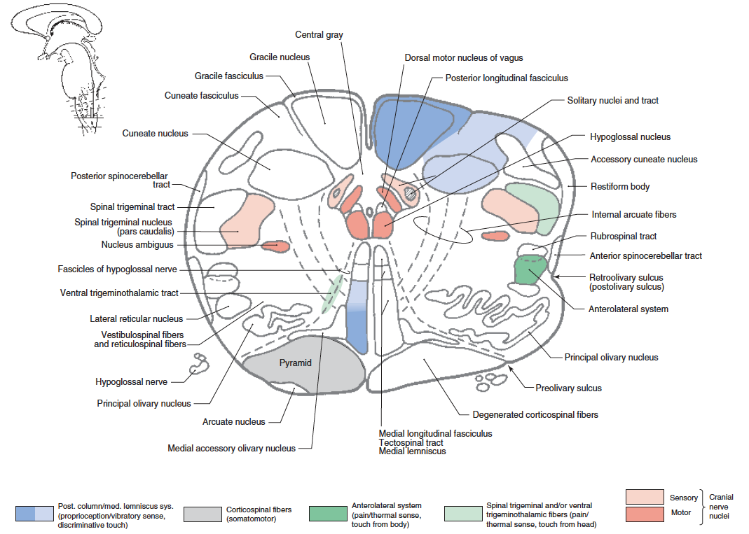 Tractus gangliospinothalamocorticalis схема