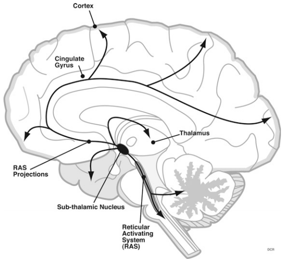 parts of the brain reticular formation