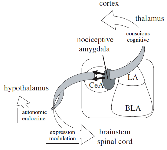 neugebauer2004painrelatedoutputsfromtheamygdala.png