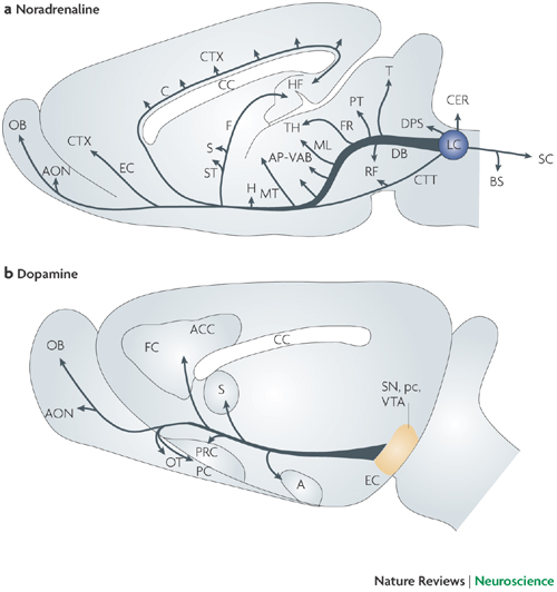 From: Sara, 2009, Nat Rev Neurosci