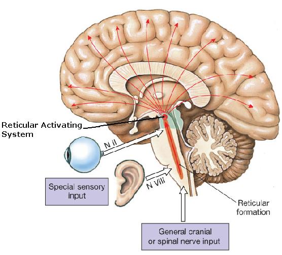 reticularactivatingsystem1.jpeg