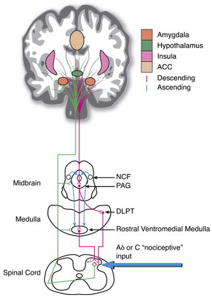 tracey2007neuron_rvm_ncf3.png